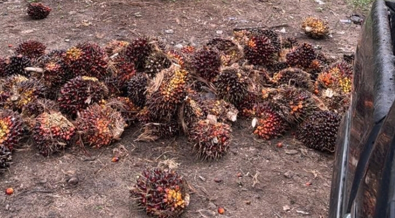 TURUNNYA HARGA KELAPA SAWIT DI KUANSING PADA AKHIR DESEMBER 2025 MENCAPAI SEKITAR RP 3.200  PER KILOGRAM